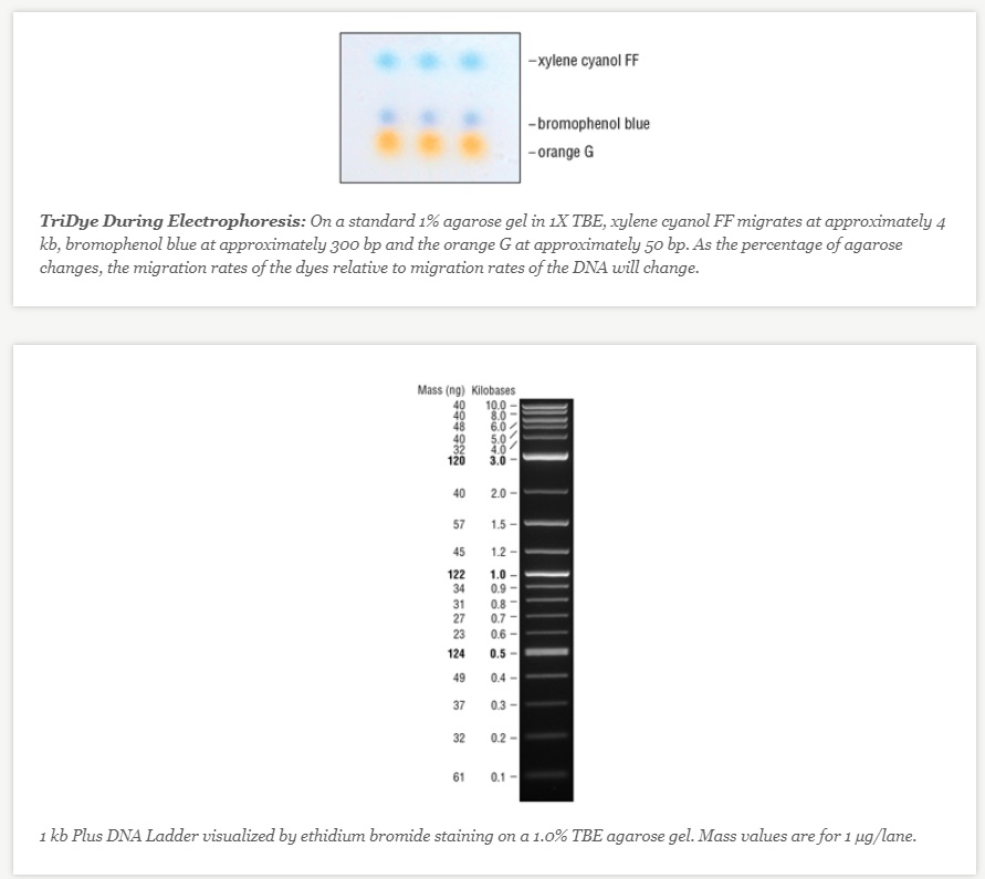 TriDye 1 kb Plus DNA Ladder--NEB酶试剂 New England Biolabs