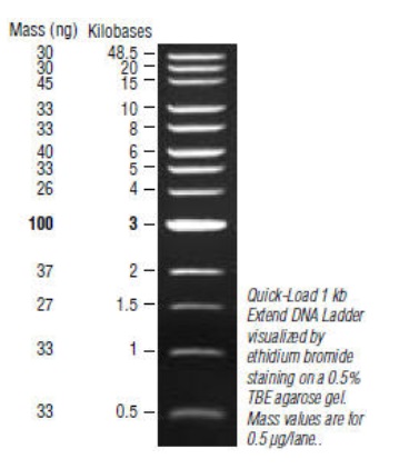 Quick-Load 1 kb Extend DNA Ladder--NEB酶试剂 New England Biolabs
