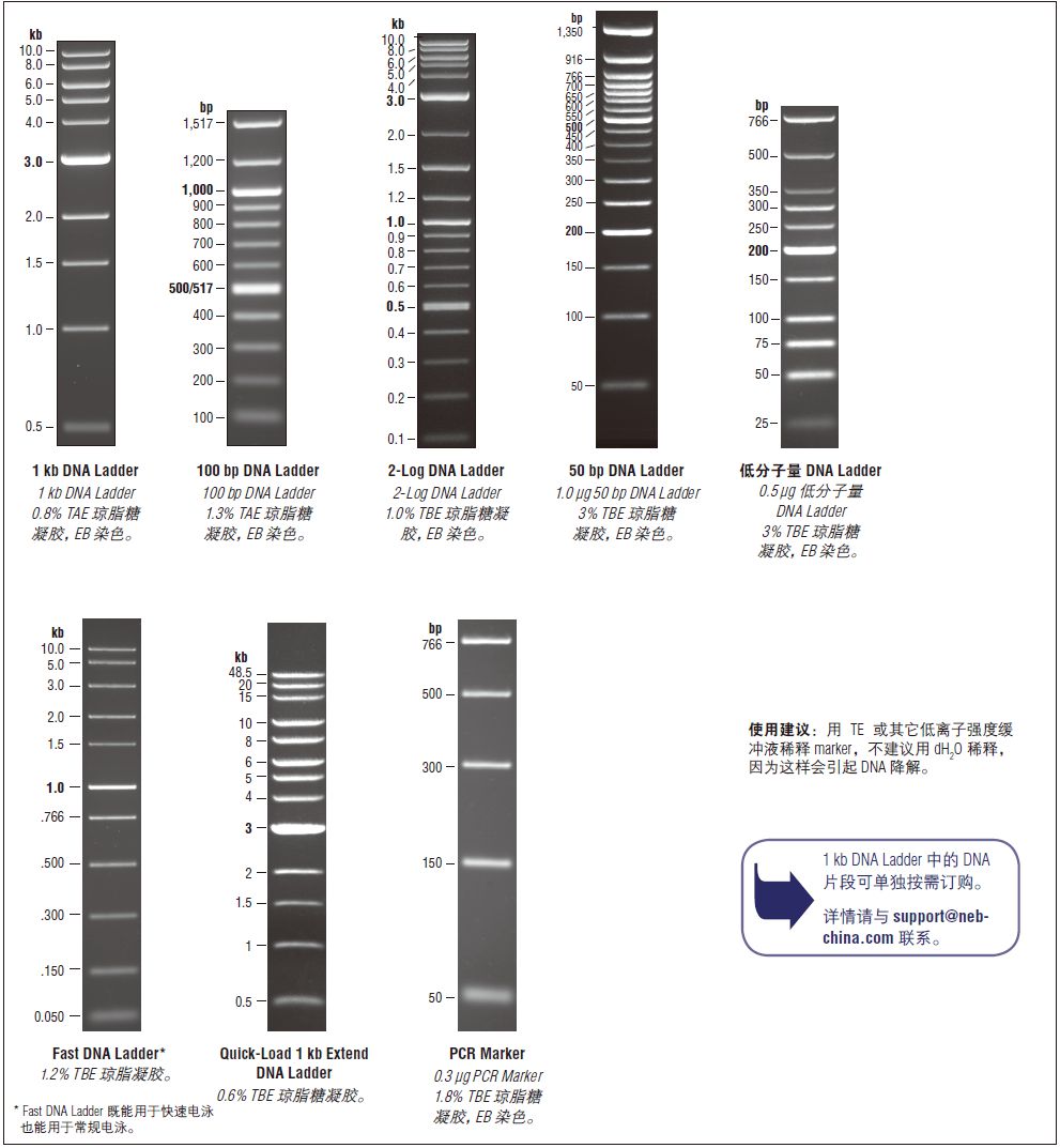 PCR Marker--NEB酶试剂 New England Biolabs