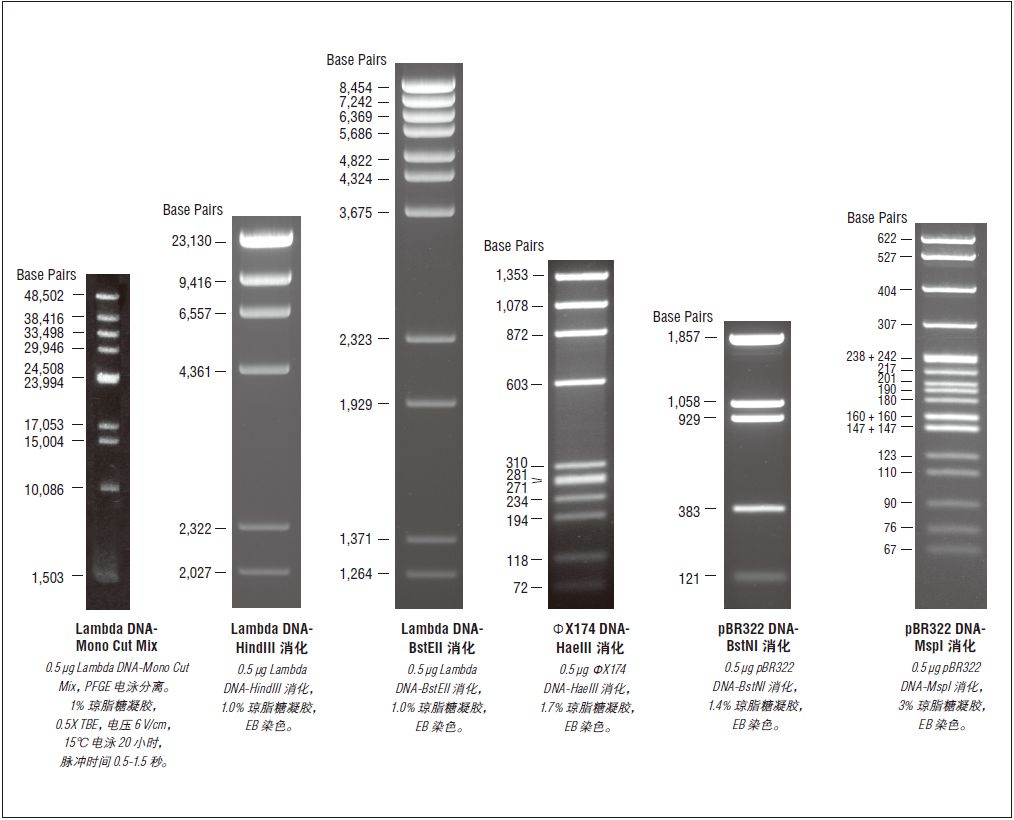 pBR322 DNA-BstNI 消化--NEB酶试剂 New England Biolabs