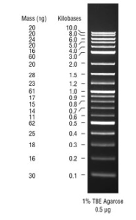 1 kb Plus DNA Ladder,用于安全染料凝胶--NEB酶试剂 New England Biolabs