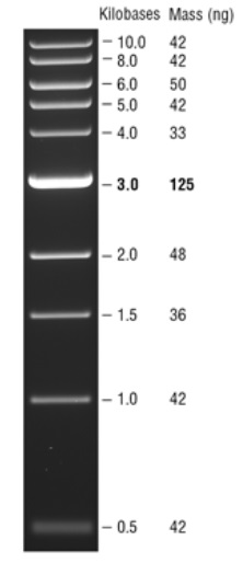Quick-Load 紫色 1 kb DNA Ladder--NEB酶试剂 New England Biolabs