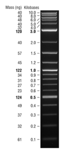 Quick-Load  Purple 1 kb Plus DNA Ladder--NEB酶试剂 New England Biolabs