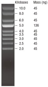超螺旋 DNA Ladder--NEB酶试剂 New England Biolabs