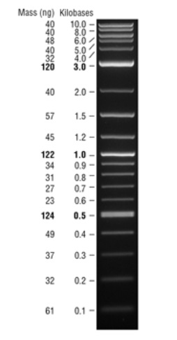 Quick-Load 1 kb Plus DNA Ladder--NEB酶试剂 New England Biolabs