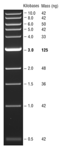 Quick-Load 1 kb DNA Ladder--NEB酶试剂 New England Biolabs