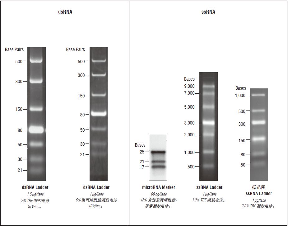 dsRNA Ladder--NEB酶试剂 New England Biolabs