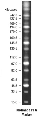 MidRange PFG Marker--NEB酶试剂 New England Biolabs