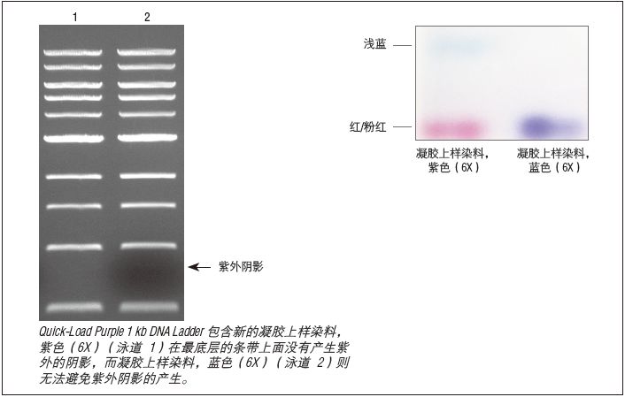 紫色凝胶上样染料 6X--NEB酶试剂 New England Biolabs