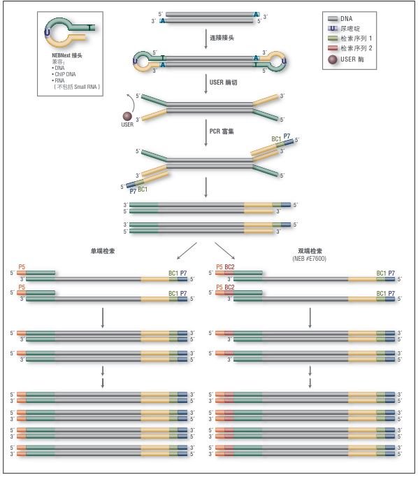 NEBNext 多样本接头引物试剂盒 3（12种检索引物）--NEB酶试剂 New England Biolabs