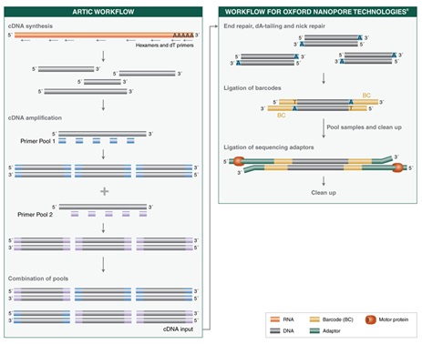 NEBNext®ARTIC SARS-CoV-2 配套试剂盒（Oxford Nanopore Technologies）--NEB酶试剂 New England Biolabs