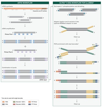 NEBNext®ARTIC SARS-CoV-2 文库制备试剂盒（适用于 Illumina 平台）--NEB酶试剂 New England Biolabs