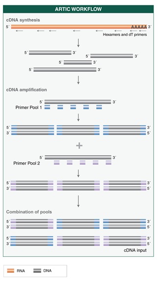 NEBNext ARTIC SARS-CoV-2 RT-PCR 模块--NEB酶试剂 New England Biolabs