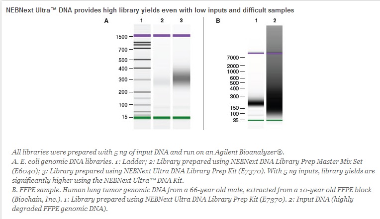 NEBNext DNA 超快速文库制备试剂盒--NEB酶试剂 New England Biolabs