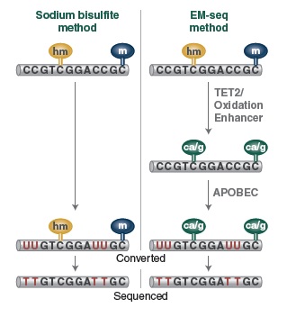 NEBNext 酶学转化法甲基化建库试剂盒--NEB酶试剂 New England Biolabs