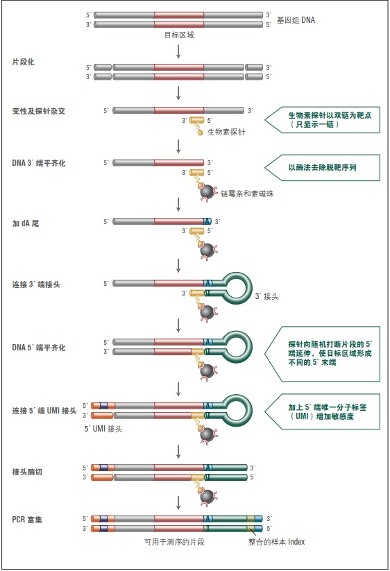 NEBNext Direct Cancer HotSpot Panel--NEB酶试剂 New England Biolabs