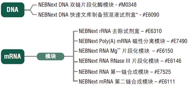 NEBNext DNA 文库制备预混液试剂盒 - 454(停产)--NEB酶试剂 New England Biolabs