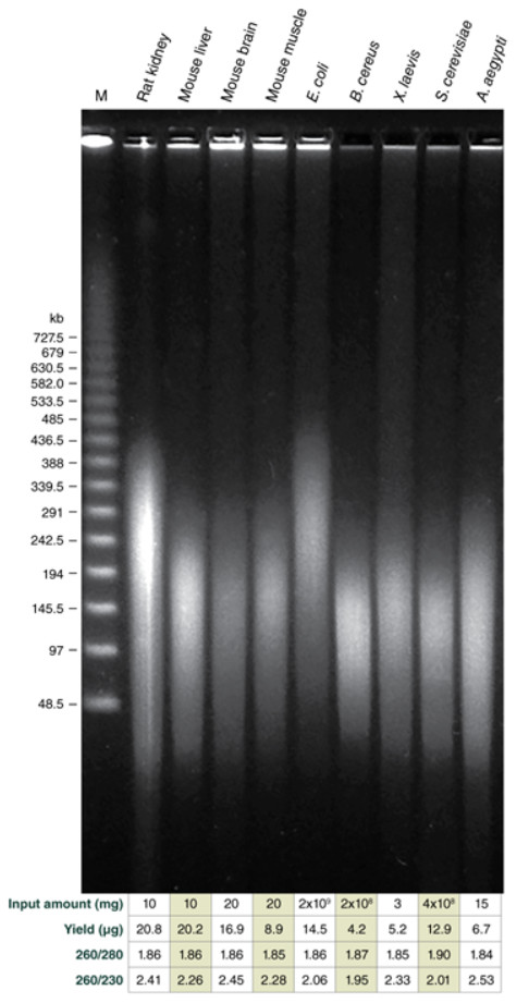 Monarch® 高分子量 DNA 提取试剂盒（组织）--NEB酶试剂 New England Biolabs