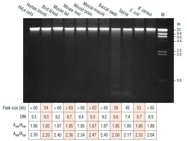 Monarch基因组 DNA 纯化柱--NEB酶试剂 New England Biolabs