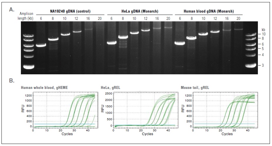Monarch 基因组 DNA 洗脱缓冲液--NEB酶试剂 New England Biolabs