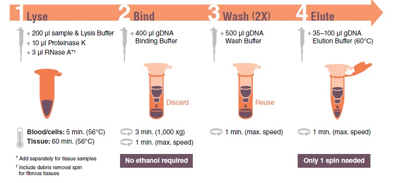 Monarch 基因组 DNA 血液裂解缓冲液--NEB酶试剂 New England Biolabs