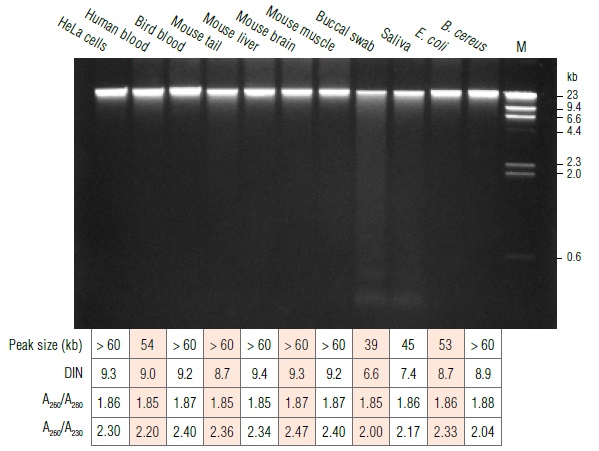 Monarch基因组 DNA 组织裂解缓冲液--NEB酶试剂 New England Biolabs