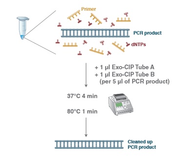 Exo-CIP™ 快速 PCR 纯化试剂盒--NEB酶试剂 New England Biolabs
