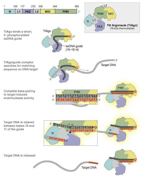 Tth Argonaute 蛋白 (TtAgo)--NEB酶试剂 New England Biolabs