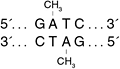 dam 甲基转移酶--NEB酶试剂 New England Biolabs