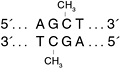 AluI 甲基转移酶--NEB酶试剂 New England Biolabs