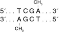 TaqI 甲基转移酶--NEB酶试剂 New England Biolabs