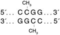 HpaII 甲基转移酶--NEB酶试剂 New England Biolabs