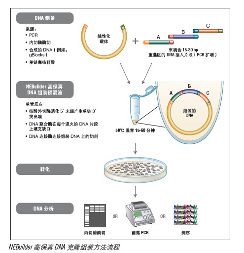 NEBuilder® 高保真 DNA 组装克隆试剂盒--NEB酶试剂 New England Biolabs
