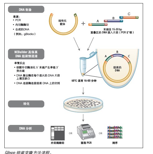 Gibson Assembly® 组装克隆试剂盒--NEB酶试剂 New England Biolabs