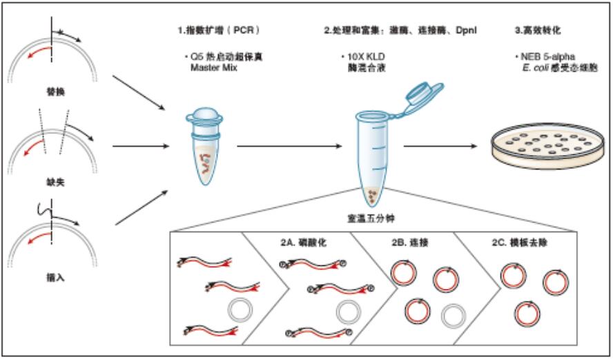 Q5®  定点突变试剂盒--NEB酶试剂 New England Biolabs