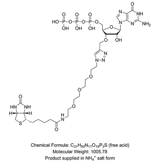 3´-Biotin-GTP--NEB酶试剂 New England Biolabs