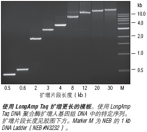 LongAmp® 热启动 Taq DNA 聚合酶--NEB酶试剂 New England Biolabs