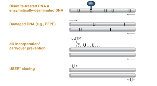 Q5U™ 热启动超保真 DNA 聚合酶--NEB酶试剂 New England Biolabs