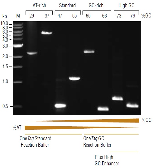 OneTaq® Quick-Load® DNA 聚合酶--NEB酶试剂 New England Biolabs
