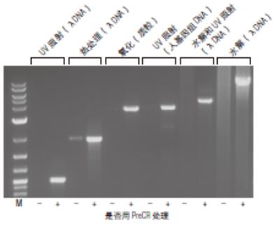 PreCR® 修复混合液               货   号                  #M0309L