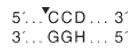 Nt.CviPII                   货   号                  #R0626S