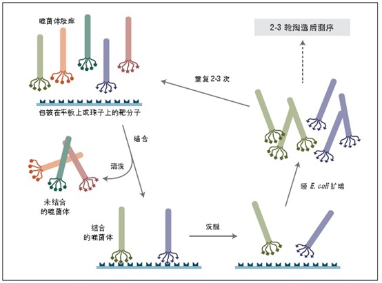 Ph.D.-7 噬菌体展示肽库试剂盒 v2 货 号 #E8211S