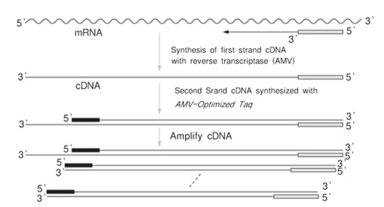 TaKaRa One Step RNA PCR Kit (AMV)