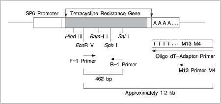 TaKaRa RNA LA PCR&trade; Kit (AMV) Ver.1.1