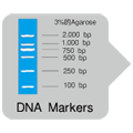 PrimeScript&trade; One Step RT-PCR Kit Ver.2 (Dye Plus)