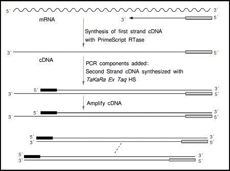 PrimeScript&trade; RT-PCR Kit