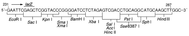 pUC118 Hinc II/BAP