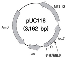 pUC118 DNA