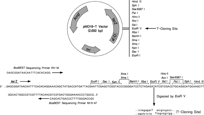 pMD&trade;18-T Vector Cloning Kit