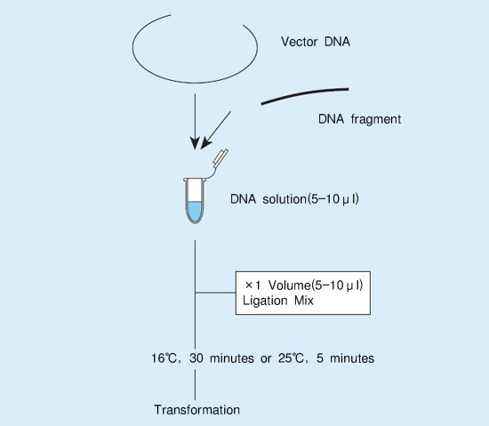 DNA Ligation Kit ＜Mighty Mix＞